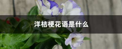 洋桔梗花语是什么